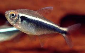 Zwarte Neon - scholenvis voor uw tropisch aquarium beschikbaar voor biedingen