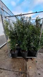 Portugese Laurier - Mooie Volle Planten, Overige soorten, Volle zon, Vaste plant, Ophalen of Verzenden