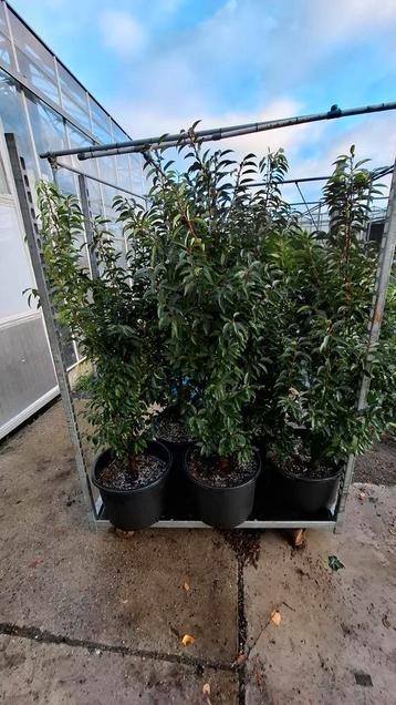Portugese Laurier - Mooie Volle Planten beschikbaar voor biedingen