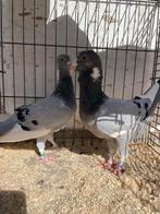 Prachtige shami doffers, Meerdere dieren, Overige soorten
