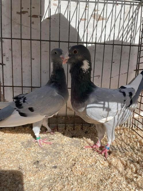 Prachtige shami doffers, Dieren en Toebehoren, Vogels | Duiven, Overige soorten, Meerdere dieren