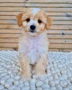Prachtige boomer x pomeriaan pups, Dieren en Toebehoren, Nederland, CDV (hondenziekte), 8 tot 15 weken, Meerdere