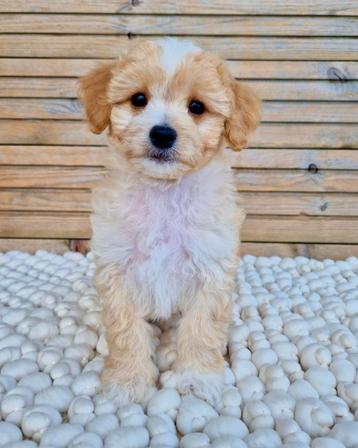 Prachtige boomer x pomeriaan pups beschikbaar voor biedingen