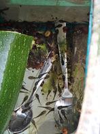 Wildkleur ancistrussen 1 cm a 1.5 cm, Dieren en Toebehoren, Vis