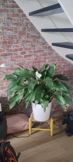 Grote Lepelplant met Pot, Ophalen, Overige soorten, Halfschaduw, In pot
