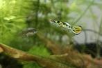 Jonge Endler yellow tiger raszuiver guppen visjes gup, Dieren en Toebehoren, Vissen | Aquariumvissen, Vis, Zoetwatervis, Schoolvis
