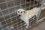 Lieve, enthousiaste Spike ter adoptie!, Dieren en Toebehoren, Particulier, Rabiës (hondsdolheid), Reu, Buitenland