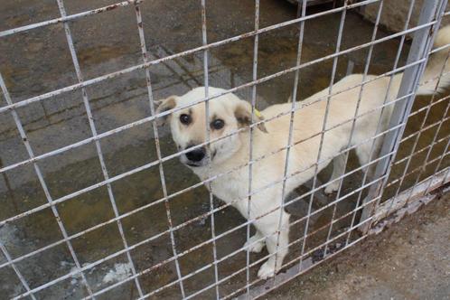 Lieve, enthousiaste Spike ter adoptie!, Dieren en Toebehoren, Honden | Niet-rashonden, Middel, Reu, Particulier, Eén hond, Buitenland