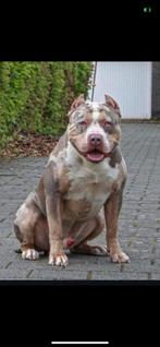 American bully xl merle tricolor dekreu, Dieren en Toebehoren, Honden | Dekreuen, België, Particulier, Rabiës (hondsdolheid), Reu