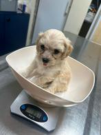 Maltipoo pup, Dieren en Toebehoren, Honden | Chihuahua's en Gezelschapshonden, Overige rassen, CDV (hondenziekte), 8 tot 15 weken