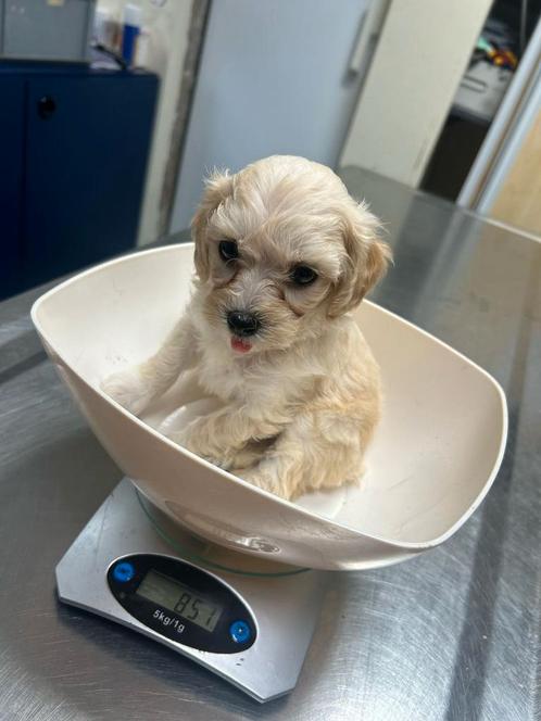 Maltipoo pup, Dieren en Toebehoren, Honden | Chihuahua's en Gezelschapshonden, Teef, Overige rassen, Particulier, Meerdere, Nederland