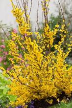 Te koop: jong struikje forsythia/Chinees klokje, Vaste plant, Halfschaduw, Lente, Ophalen