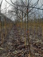 fruitbomen en fruitstruiken te koop, Tuin en Terras, Planten | Fruitbomen, Ophalen, Overige soorten, Lente