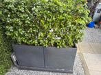 Bloembak met vibernum, Tuin en Terras, Bloembakken en Plantenbakken, Ophalen, Zo goed als nieuw, Hout