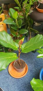 Ficus lyrata, groot blad, kamerplant, mooi!!!!, Ophalen, Overige soorten, Minder dan 100 cm
