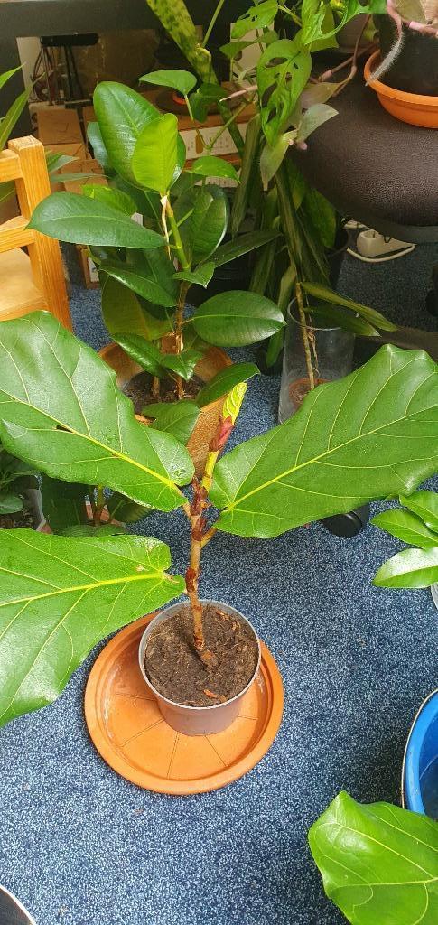 Ficus lyrata, groot blad, kamerplant, mooi!!!!, Huis en Inrichting, Kamerplanten, Overige soorten, Minder dan 100 cm, Ophalen