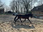 Te koop merrie, Dieren en Toebehoren, Paarden, Merrie, Gechipt, M, Dressuurpaard
