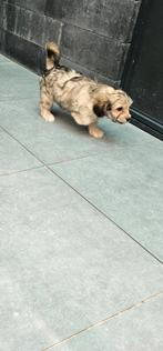 Maltipoo x Pomeriaan Pup teefje, Dieren en Toebehoren, Honden | Chihuahua's en Gezelschapshonden, CDV (hondenziekte), Overige rassen