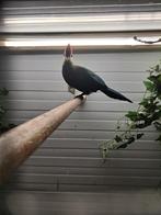 Mooie roodkuiftoerako man, Dieren en Toebehoren, Vogels | Overige Vogels, Mannelijk