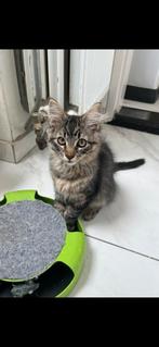 Te koop kittens kruising europese korthaar x noorse boskat., Meerdere dieren, Ontwormd, 0 tot 2 jaar