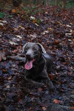 Zilvere Labrador, Dieren en Toebehoren, Reu, 1 tot 2 jaar, Labrador retriever, Parvo