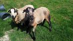 Maasduinen schapen dekram, Dieren en Toebehoren, Schapen, Geiten en Varkens, Mannelijk, Schaap