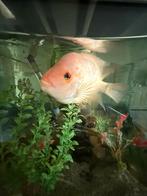 (Vermoedelijk) Amphilophus citrinellus vis te koop+aquarium, Dieren en Toebehoren, Vis