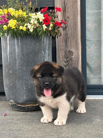 American akita pups met FCI stamboom beschikbaar voor biedingen