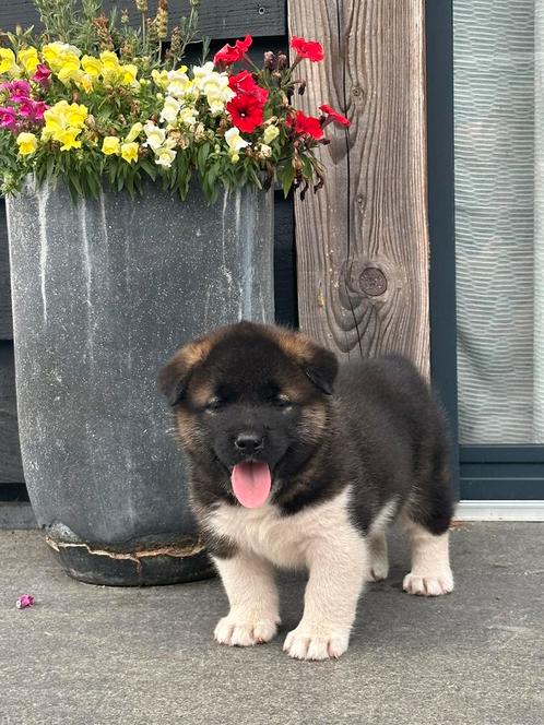American akita pups met FCI stamboom, Dieren en Toebehoren, Honden | Poolhonden, Keeshonden en Oertypen, Meerdere dieren, Overige rassen
