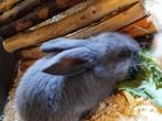 Gratis ….Jonge konijntjes mix baby vlaamse reusjes, Dieren en Toebehoren, Meerdere dieren, Dwerg, Hangoor