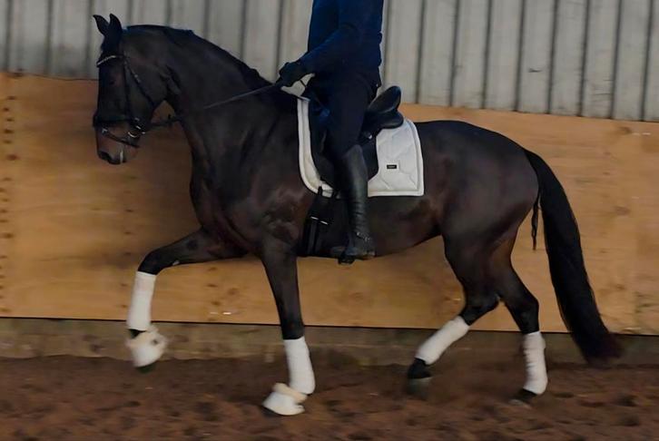 Fantastische 4 jr merrie, Dieren en Toebehoren, Paarden, Merrie, L, 165 tot 170 cm, 3 tot 6 jaar, Dressuurpaard, Met stamboom