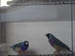 koppel Blauwe Goulds te koop., Dieren en Toebehoren, Vogels | Overige Vogels, Meerdere dieren, Tropenvogel, Geringd
