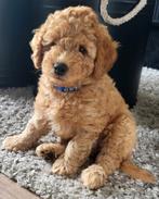 Nog 1 pupje! Mini labradoodle pup  (wordt max. 10 kilo), Dieren en Toebehoren, Honden | Retrievers, Spaniëls en Waterhonden, Overige rassen