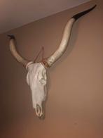 Longhorn schedel - Decoratief item, Ophalen of Verzenden
