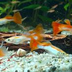 Lebistes reticulatus, Dieren en Toebehoren, Vissen | Aquariumvissen