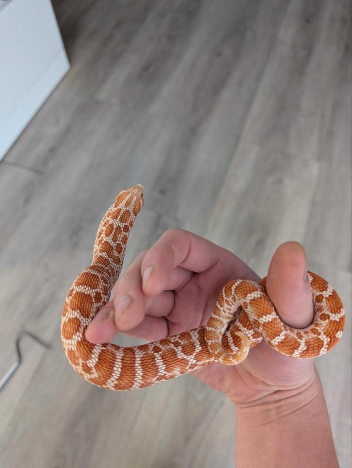 Super red albino Haakneus 1.2