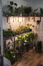 Diverse kamerplanten (philo, anthurium, hoya, monstera), Huis en Inrichting, Kamerplanten, Ophalen of Verzenden, Halfschaduw, Minder dan 100 cm