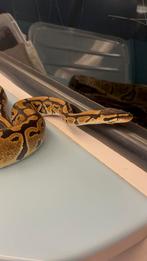 0.1 Normal Dh clown Het Piebald RUILEN, Dieren en Toebehoren, Reptielen en Amfibieën, Slang, Tam, 0 tot 2 jaar