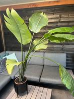 Grote strelitzia kamerplant, Huis en Inrichting, Kamerplanten, Ophalen, Halfschaduw