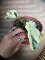 Monstera rhaphidophora tetrasperma minima mint variegata, Huis en Inrichting, Kamerplanten, Ophalen of Verzenden, Halfschaduw