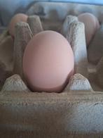 Brahma eieren bevrucht ei broedeieren brahma kip, Geslacht onbekend, Kip