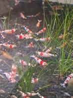 Garnalen (Black Friday)!!!Crystalred garnalen, Dieren en Toebehoren, Vissen | Aquariumvissen, Kreeft, Krab of Garnaal