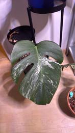 Monstera Veriegata, Ophalen of Verzenden, Halfschaduw, Minder dan 100 cm