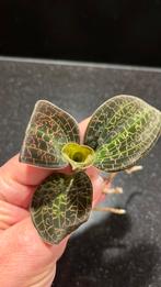 Jewel Orchid Dossinia Marmorata, Ophalen of Verzenden, Halfschaduw, Minder dan 100 cm