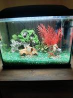 Vis bak, Dieren en Toebehoren, Vis