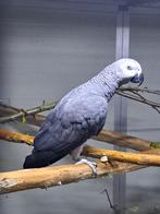 3x Grijze Roodstaart Papegaaien – CITES / herkomstverklar, Meerdere dieren, Papegaai, Geringd