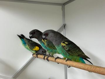 Meyers papegaai - Poicephalus meyeri beschikbaar voor biedingen