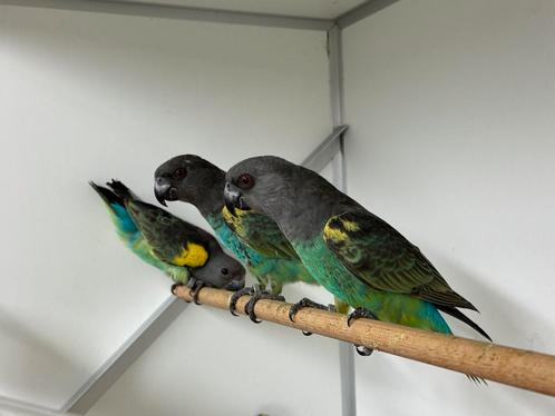 Meyers papegaai - Poicephalus meyeri, Dieren en Toebehoren, Vogels | Parkieten en Papegaaien, Papegaai, Meerdere dieren, Geringd
