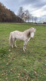 Te koop mooi fewspothengstje met papier, Dieren en Toebehoren, Hengst
