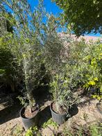 Olea Europeana meerstammig 250 cm, Tuin en Terras, Planten | Bomen, 100 tot 250 cm, Olijfboom, Ophalen, Volle zon